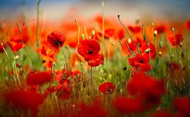 A field of poppies.